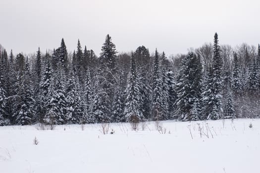 Beautiful landscape of forest in wintertime, majestic high pine trees covered with snow in mild light, beauty of winter nature.