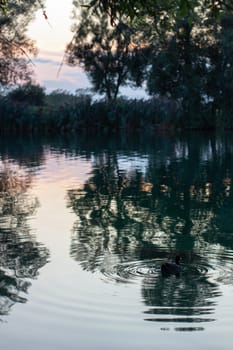 Wild ducks swimming in lake during summer evening.