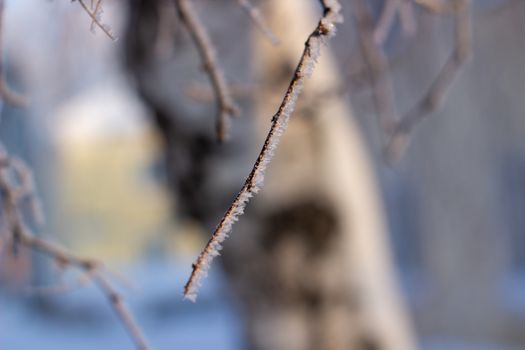 Snow, frost on the branches of a tree on winter background