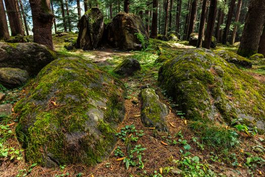 Pine forest with rocks. Manali, Himachal Pradesh India