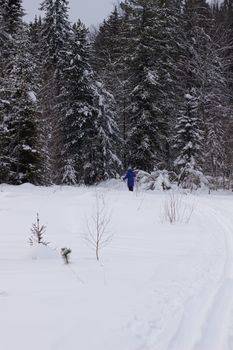 Woman cross country skier in forest on a sunny day.