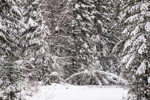 Beautiful landscape of forest in wintertime, majestic high pine trees covered with snow in mild light, beauty of winter nature.