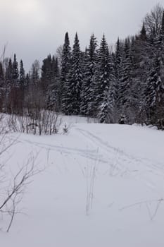 Beautiful landscape of forest in wintertime, majestic high pine trees covered with snow in mild light, beauty of winter nature.