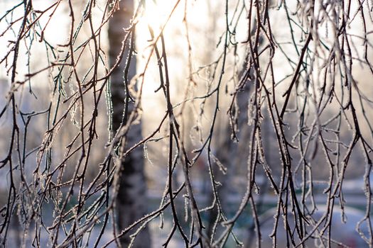 Snow, frost on the branches of a tree on winter background