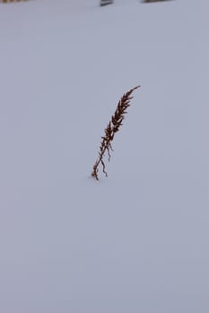Dry grass on a snow background. Background. Two Bush grass among snow field