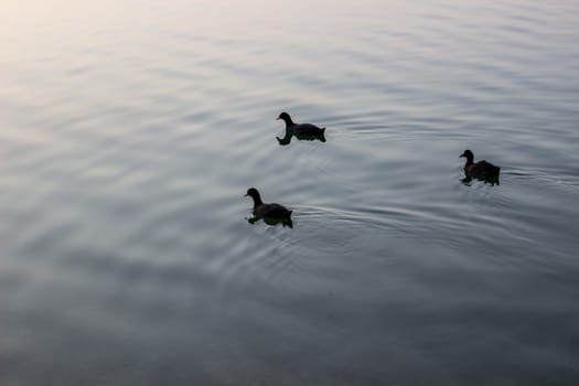 Wild ducks swimming in lake during summer evening.