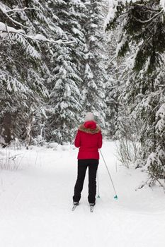 Woman cross country skier in forest on a sunny day.