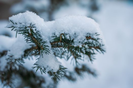 Fir branch in snow on a frosty winter day.