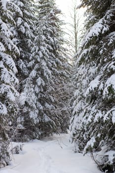 Beautiful landscape of forest in wintertime, majestic high pine trees covered with snow in mild light, beauty of winter nature.