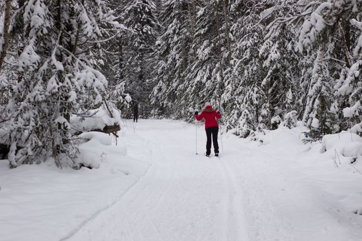 Woman cross country skier in forest on a sunny day.