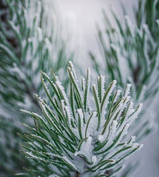 Fir branch in snow on a frosty winter day.
