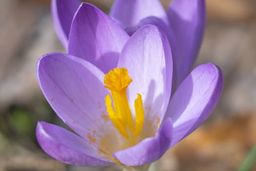 Closeup of purple color crocus under the end of winter light blooming slowly