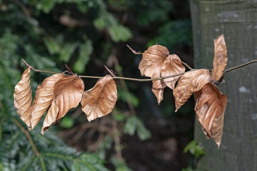 Brown dead and dry leaf hanging on the branch with new buds growing nested to it.