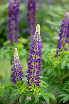 lupin flower on a blurred background.