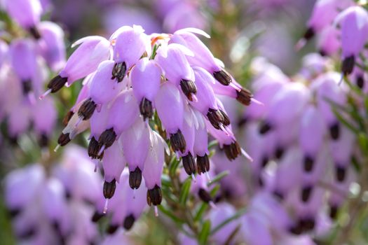 Closeup view of violet calluna vulgaris flowers