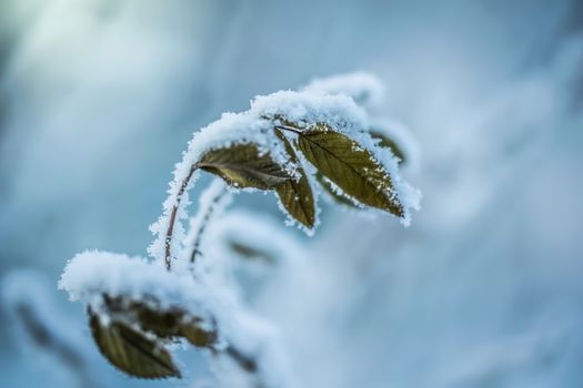 Dry plant covered with snow on a frosty winter day in the outdoor.
