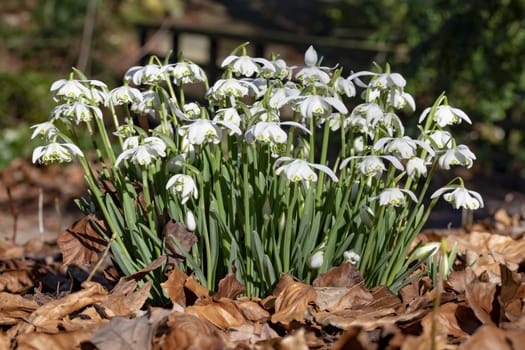 Group of snow drops blooming against the sun light at the end of winter