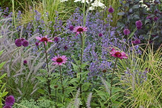 Detail of a mixed border with Echinacea, Allium and Grasses