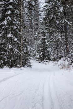 wintry landscape scenery with modified cross country skiing way.