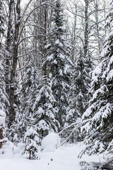 Beautiful landscape of forest in wintertime, majestic high pine trees covered with snow in mild light, beauty of winter nature.