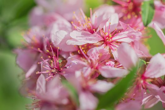 Spring flower pink almond closeup in the garden.