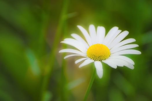 Chamomile flower a blurred background.