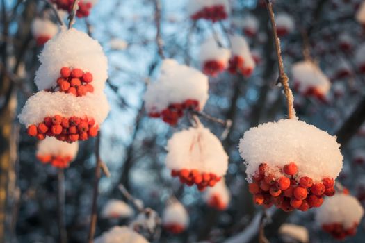 Snow-covered branches of red mountain ash on a cold winter day.