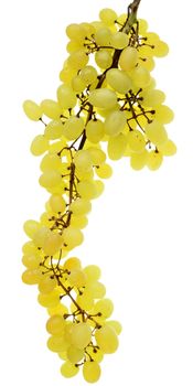 Ripe bunch of green grapes isolated on a white background.