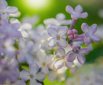 Branch of blossoming lilac on a sunny day close up on a blurred background.