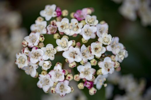  Closeup of Viburnum tinus flower blossom