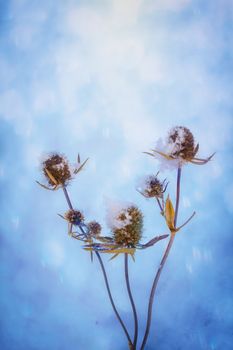 Dry plant covered with snow on a frosty winter day in the outdoor.