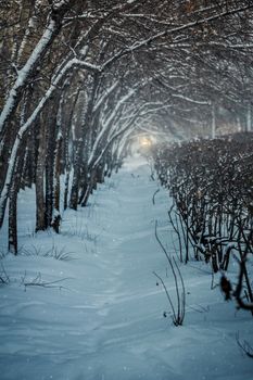 Snow-covered branches of trees on a frosty winter day.