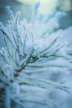 Fir branch in snow on a frosty winter day.