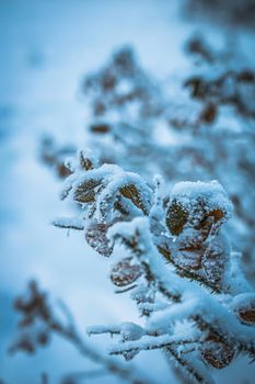 Dry plant covered with snow on a frosty winter day in the outdoor.