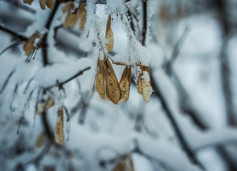 Dry plant covered with snow on a frosty winter day in the outdoor.