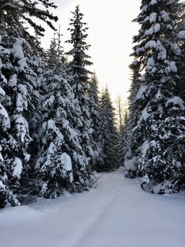 Snowfall in mountain forest with snow covered spruces, fir and birch trees. Snowdrifts on slope of hill. Wintertime landscape - snowy background with space for text. Winter travel and rest concept