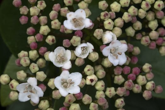  Closeup of Viburnum tinus flower blossom