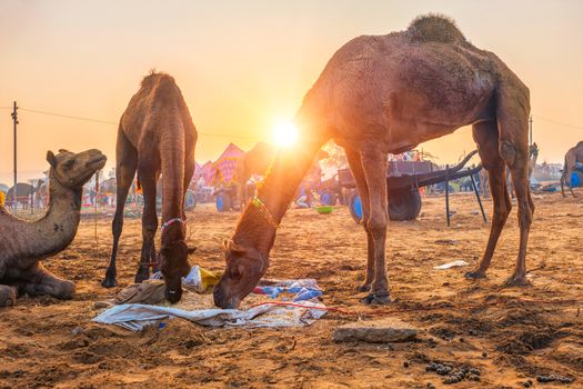 Famous indian camels trade Pushkar mela camel fair festival in field. Camels eating chewing at sunrise sunset. Pushkar, Rajasthan, India