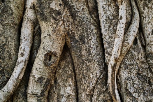 Tree trunk bark texture background close up