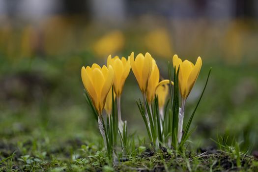 Close up of yellow and golden crocus flower blooming at the early spring against a green grass waiting for bees