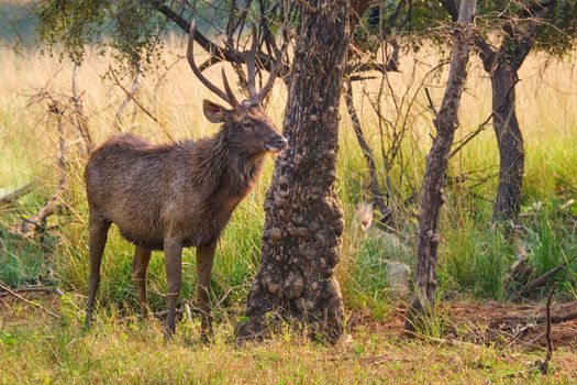 Male sambar (Rusa unicolor) deer eating tree leaves in the forest. Sambar is large deer native to the Indian subcontinent and listed as vulnerable spices. Ranthambore National Park, Rajasthan, India