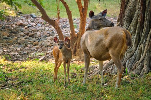 Female blue bull or nilgai is with a calf an asian antelope standing in the forest. Nilgai is endemic to Indian subcontinent. Ranthambore National park, Rajasthan, India