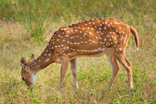 Young female chital or spotted deer grazing in fresh green grass in the forest of Ranthambore National Park. Safari, ecology tourism, animal protection concept. Rajasthan, India
