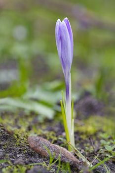 Close up of a purple crocus flower blooming at the early spring against a green grass waiting for bees