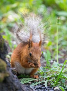 Squirrel climbs on a summer day.