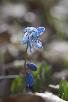 Close up of blue Scilla flower blooming at the early spring against brown dried last year fallen leafs and waiting for bees