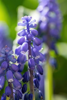Beautiful spring flower blue muscari close-up in garden.