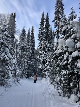 Snowfall in mountain forest with snow covered spruces, fir and birch trees. Snowdrifts on slope of hill. Wintertime landscape - snowy background with space for text. Winter travel and rest concept