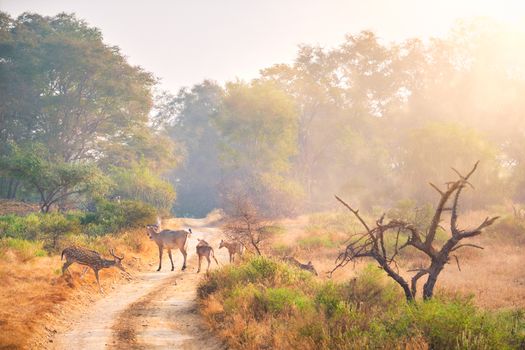 Families of blue bull nilgai and spotted deers chital walking in forest. Safari road, birds, trees. Perfect sunrise in Ranthambore National park. Tourism eco environment. Rajasthan, India.