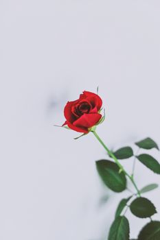 Beautiful red rose flower, floral and holiday concept